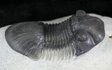 Detailed Paralejurus Trilobite - Great Specimen #24828-6